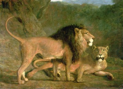 A Lion and a Lioness in a Rocky Valley (olie på lærred) af Jacques Laurent Agasse