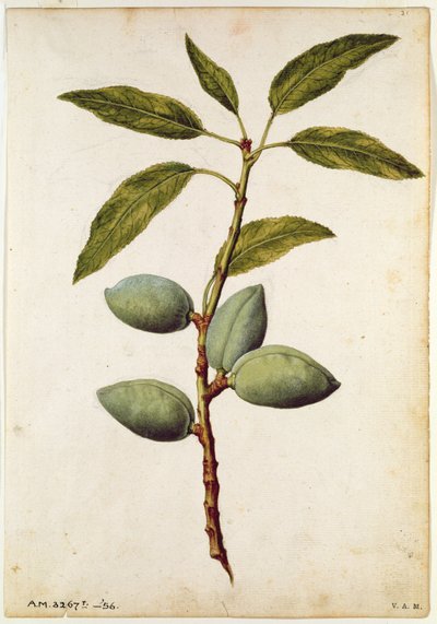 Mandel: Amygdalus communis, ca. 1568, af J. le Moyne de Morgue (ca. 1530-88) af Jacques (1533-88) Le Moyne