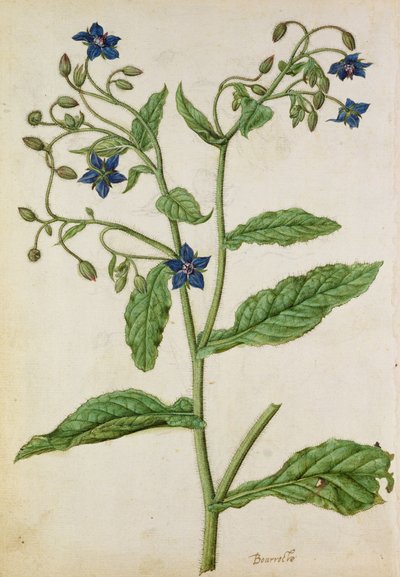 Borage: Borago officinalis, ca. 1568, af J. le Moyne de Morgue (ca. 1530-88) af Jacques (1533-88) Le Moyne