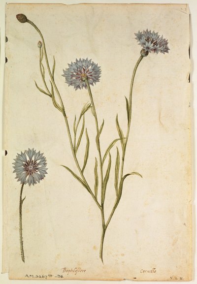 Kornblomst: Centaurea cyanus, ca. 1568, af J. le Moyne de Morgues (ca. 1530-88) af Jacques (1533-88) Le Moyne