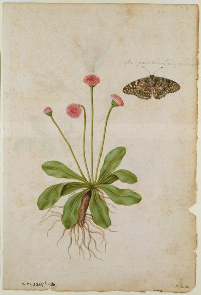 Daisy: og Painted Lady Butterfly, ca. 1568, af J. le Moyne de Morgues (ca. 1530-88) af Jacques (1533-88) Le Moyne