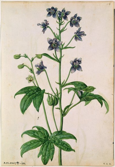 Delphinium: Staphisagria (Stavesacre), ca. 1568, af J. Le Moyne de Morgues (d.1588) af Jacques (1533-88) Le Moyne