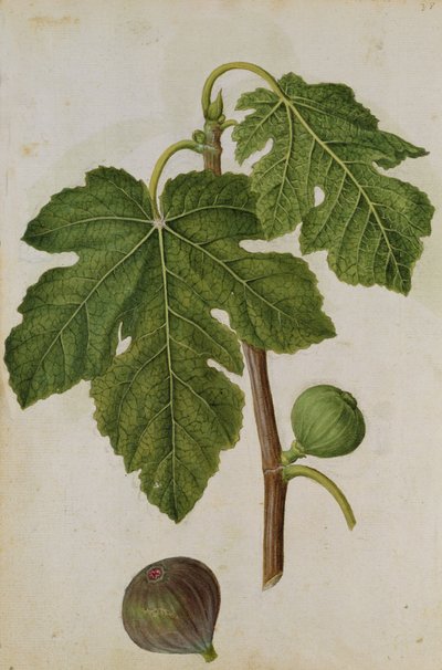 Fig: Ficus, ca. 1568, af J. le Moyne de Morgues (ca. 1530-88) af Jacques (1533-88) Le Moyne