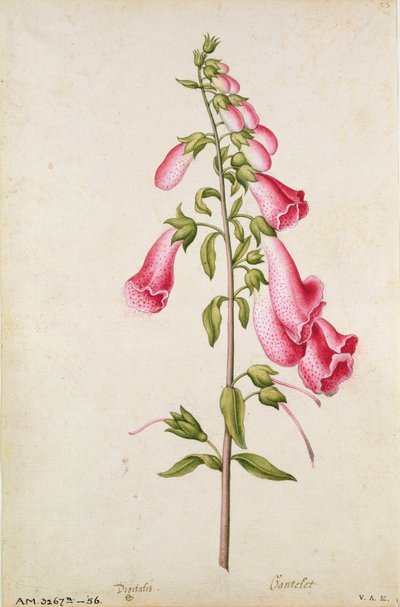 Fingerbøl: Digitalis purpurea, ca. 1568, af J. le Moyne de Morgues (ca. 1530-88) af Jacques (1533-88) Le Moyne