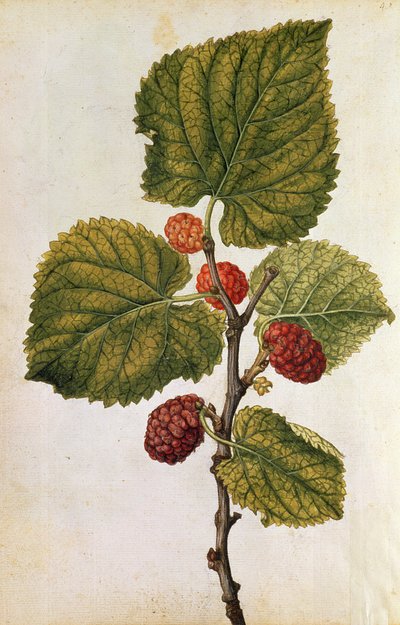Morbær: Morus Nigra, ca. 1568 (farvelitografi) af Jacques (1533-88) Le Moyne