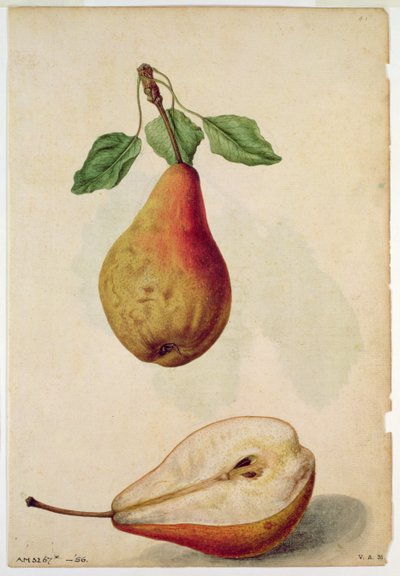 Pære: Pyrus communis, ca. 1568, af J. le Moyne de Morgues (ca. 1530-88) af Jacques (1533-88) Le Moyne
