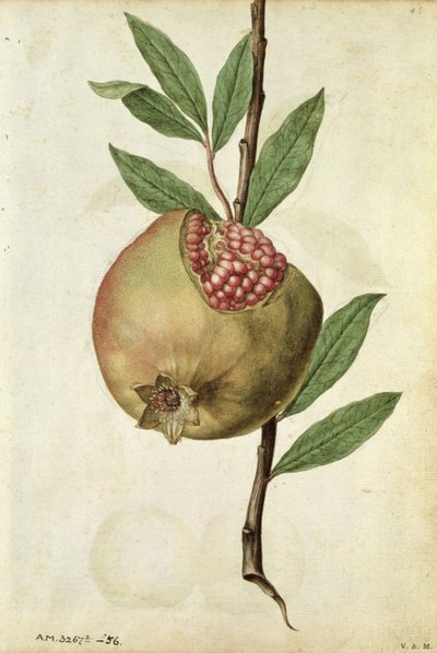 Granatæble: Punica granatum, ca. 1568, af J. le Moyne de Morgues (ca. 1530-88) af Jacques (1533-88) Le Moyne