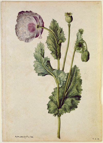 Valmue: Opium (Papaver somniferum), ca. 1568, af J. le Moyne de Morgues (ca. 1530-88) af Jacques (1533-88) Le Moyne
