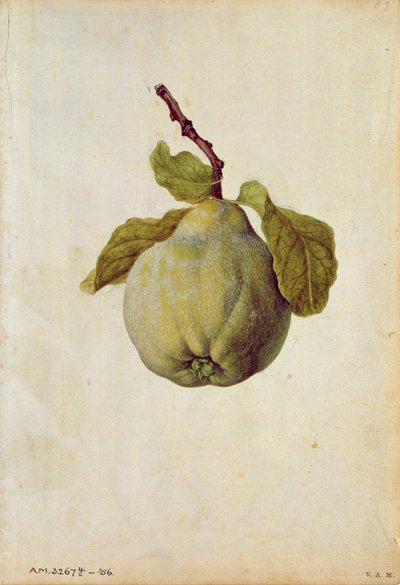 Kvæde: Cydonia vulgaris, ca. 1568, af J. le Moyne de Morgues (ca. 1530-88) af Jacques (1533-88) Le Moyne