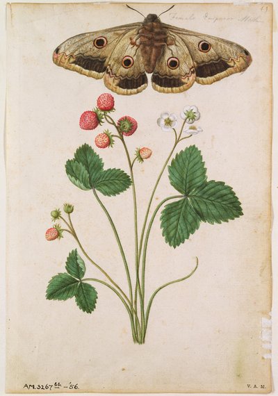 Jordbær: Wild (Fragaria vesca) and Female Emperor Moth, ca. 1568, af J. le Moyne de Morgues (ca. 1530-88) af Jacques (1533-88) Le Moyne