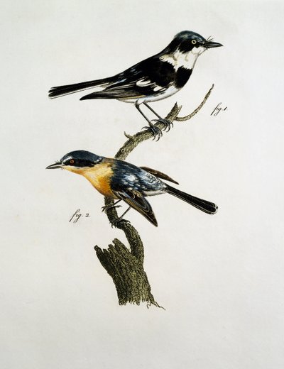 Han og hun af Pririt Batis (Batis pririt) af Jacques (after) Barraband