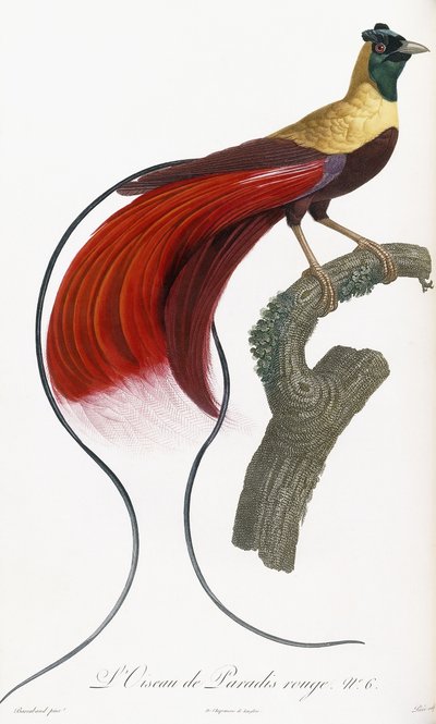Rød Paradisfugl af Jacques Barraband