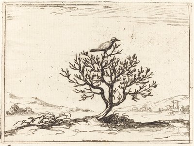 Nattergal i en busk af Jacques Callot