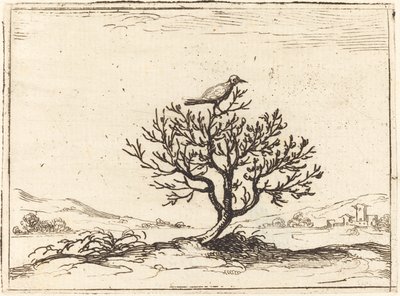 Nattergal i en busk af Jacques Callot