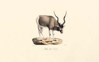 Addax-antilope (vinterfrakke) af Jacques Christophe Werner