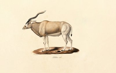 Addax-antilope af Jacques Christophe Werner