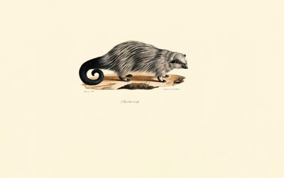 Afrikansk pindsvin med børstehale af Jacques Christophe Werner