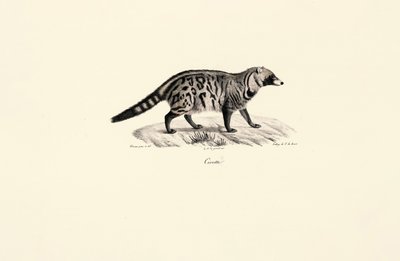 Afrikansk civet (Civettictis civetta) af Jacques Christophe Werner
