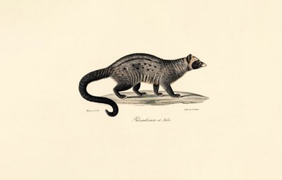 Afrikansk civet af Jacques Christophe Werner