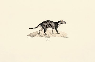 Afrikansk civet af Jacques Christophe Werner