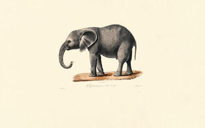 Afrikansk elefant (ungdyr) af Jacques Christophe Werner