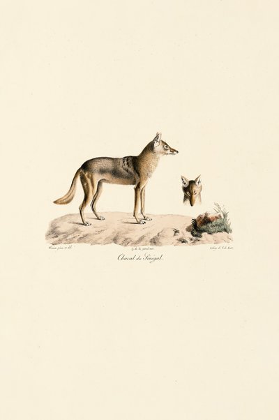 Afrikansk guldsjakal fra Senegal af Jacques Christophe Werner