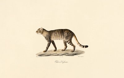 Afrikansk vildkat af Jacques Christophe Werner