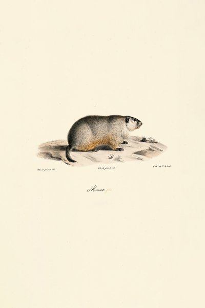 Alpine Marmot (Monax-variant) af Jacques Christophe Werner