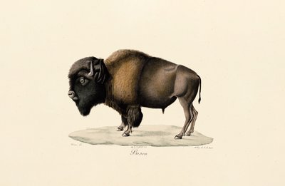 Amerikansk bison af Jacques Christophe Werner