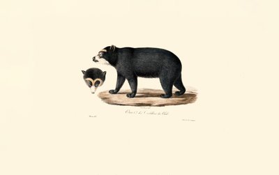 Andean Spectacled Bear (chilensk andebjørn) af Jacques Christophe Werner