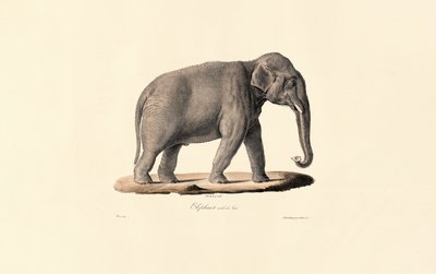 Asiatisk elefant af Jacques Christophe Werner