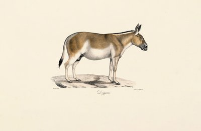 Asiatisk vild røv af Jacques Christophe Werner