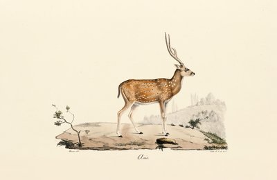 Axis Hjort af Jacques Christophe Werner