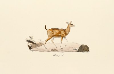 Axis hjort hun af Jacques Christophe Werner