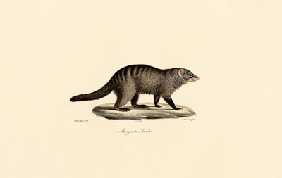 Båndet mongol af Jacques Christophe Werner