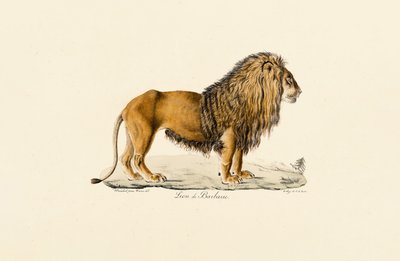 Barbary Lion i profil af Jacques Christophe Werner