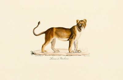 Barbary Lioness i profil af Jacques Christophe Werner