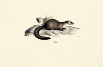 Mår i bøg af Jacques Christophe Werner