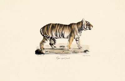 Bengalsk tiger (hun) set fra siden af Jacques Christophe Werner