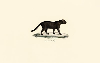 Sortfodet kat af Jacques Christophe Werner