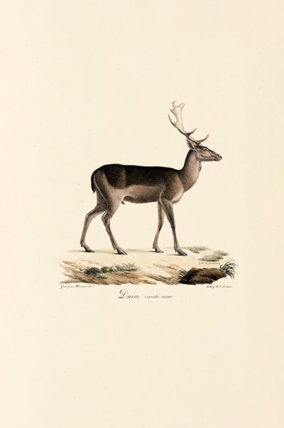 Sort dådyr-variant af Jacques Christophe Werner