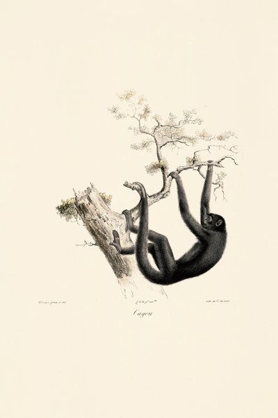 Sort brøleabe af Jacques Christophe Werner