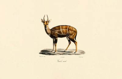 Bushbuck (han) af Jacques Christophe Werner