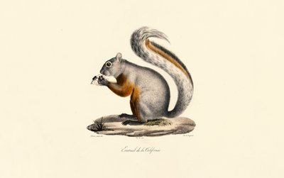 Californisk jordegern af Jacques Christophe Werner