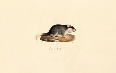 Cape Dormouse af Jacques Christophe Werner
