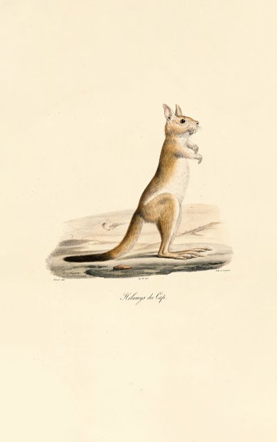 Kapspringende hare af Jacques Christophe Werner