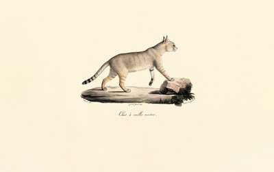 Karakal af Jacques Christophe Werner