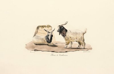 Kashmir-geden af Jacques Christophe Werner