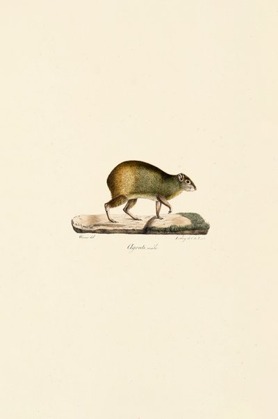 Mellemamerikansk agouti (han) af Jacques Christophe Werner