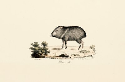 Peccary med halsbånd af Jacques Christophe Werner